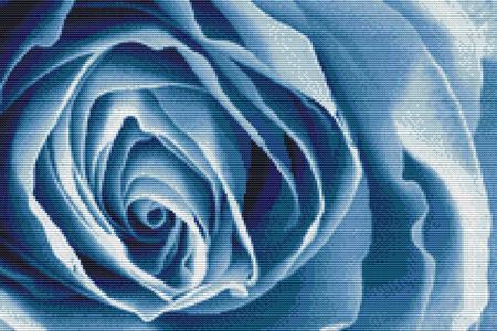 Blue Rose